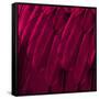 Feathered Friend - Magenta-Julia Bosco-Framed Stretched Canvas