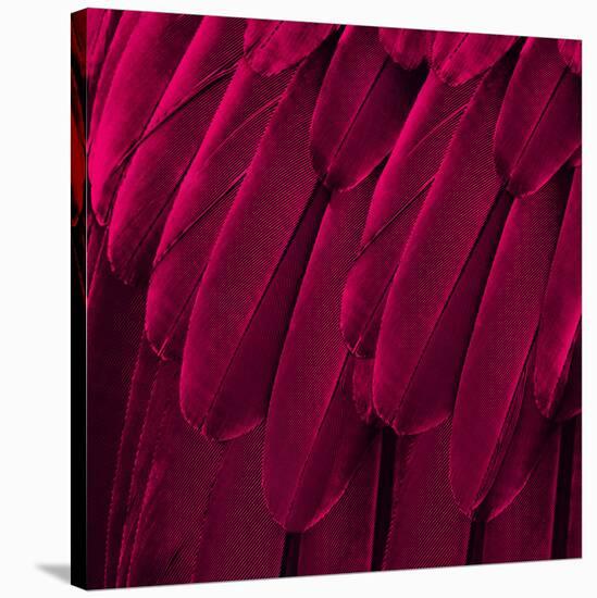 Feathered Friend - Magenta-Julia Bosco-Stretched Canvas