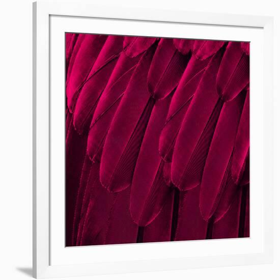 Feathered Friend - Magenta-Julia Bosco-Framed Art Print