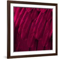 Feathered Friend - Magenta-Julia Bosco-Framed Art Print