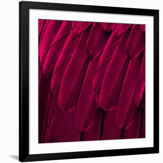 Feathered Friend - Magenta-Julia Bosco-Framed Art Print