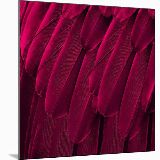 Feathered Friend - Magenta-Julia Bosco-Mounted Art Print