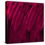 Feathered Friend - Magenta-Julia Bosco-Stretched Canvas