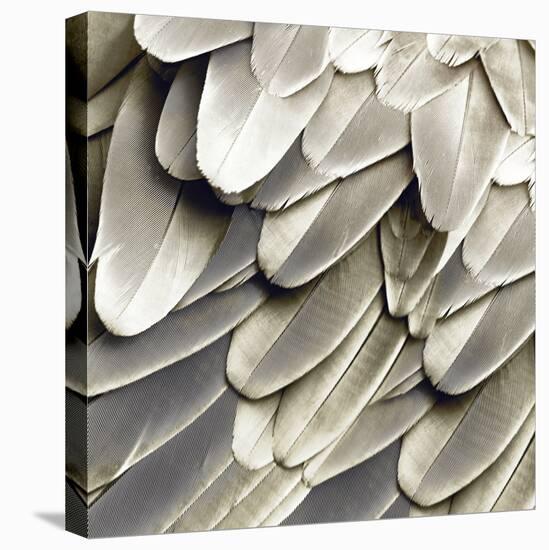 Feathered Friend - Pearl III-Julia Bosco-Stretched Canvas