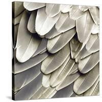 Feathered Friend - Pearl III-Julia Bosco-Stretched Canvas