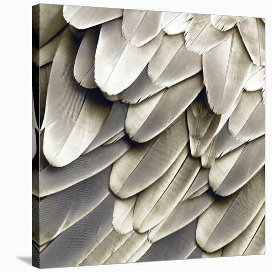 Feathered Friend - Pearl III-Julia Bosco-Stretched Canvas