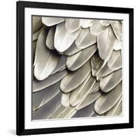 Feathered Friend - Pearl III-Julia Bosco-Framed Art Print