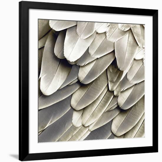 Feathered Friend - Pearl III-Julia Bosco-Framed Art Print