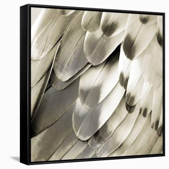 Feathered Friend - Pearl IV-Julia Bosco-Framed Stretched Canvas