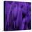 Feathered Friend - Purple-Julia Bosco-Stretched Canvas