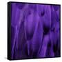 Feathered Friend - Purple-Julia Bosco-Framed Stretched Canvas