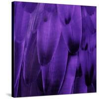 Feathered Friend - Purple-Julia Bosco-Stretched Canvas