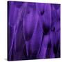 Feathered Friend - Purple-Julia Bosco-Stretched Canvas