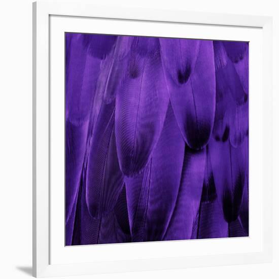 Feathered Friend - Purple-Julia Bosco-Framed Art Print