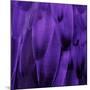 Feathered Friend - Purple-Julia Bosco-Mounted Art Print