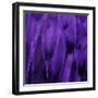 Feathered Friend - Purple-Julia Bosco-Framed Art Print