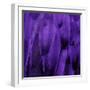 Feathered Friend - Purple-Julia Bosco-Framed Art Print