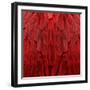 Feathered Friend - Red-Julia Bosco-Framed Art Print