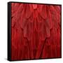 Feathered Friend - Red-Julia Bosco-Framed Stretched Canvas