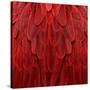 Feathered Friend - Red-Julia Bosco-Stretched Canvas
