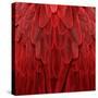 Feathered Friend - Red-Julia Bosco-Stretched Canvas