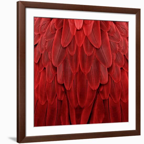 Feathered Friend - Red-Julia Bosco-Framed Art Print