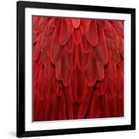 Feathered Friend - Red-Julia Bosco-Framed Art Print