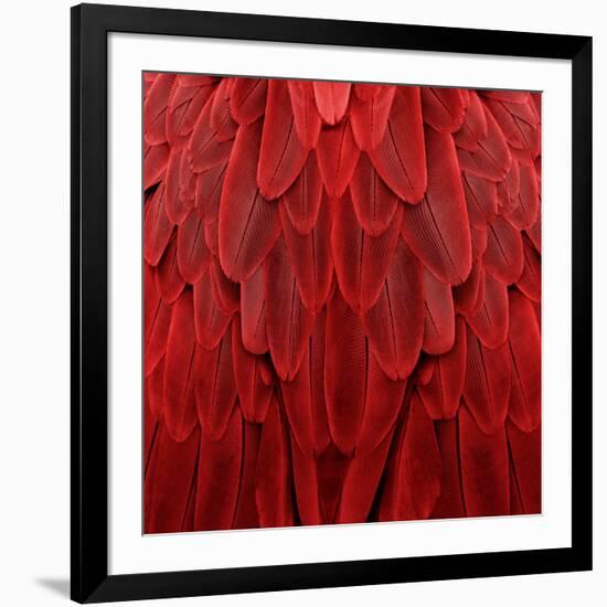 Feathered Friend - Red-Julia Bosco-Framed Art Print