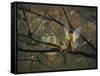 Feathered Friends - C-Kirk Reinert-Framed Stretched Canvas
