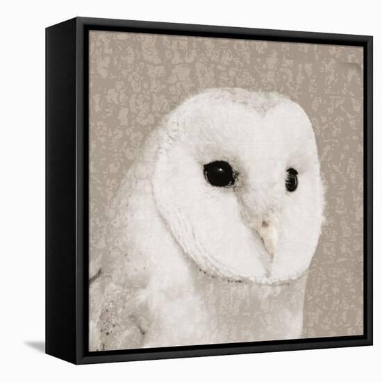 Feathered II-Anna Polanski-Framed Stretched Canvas