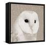 Feathered II-Anna Polanski-Framed Stretched Canvas