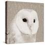 Feathered II-Anna Polanski-Stretched Canvas