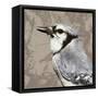 Feathered III-Anna Polanski-Framed Stretched Canvas