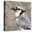 Feathered III-Anna Polanski-Stretched Canvas