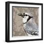 Feathered III-Anna Polanski-Framed Art Print