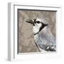 Feathered III-Anna Polanski-Framed Art Print
