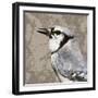 Feathered III-Anna Polanski-Framed Art Print