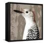 Feathered IV-Anna Polanski-Framed Stretched Canvas