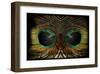 Feathered Owl-Jan Michael Ringlever-Framed Art Print