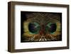 Feathered Owl-Jan Michael Ringlever-Framed Art Print