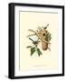 Feathering Nest I-null-Framed Art Print