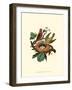 Feathering Nest II-null-Framed Art Print