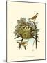 Feathering Nest III-null-Mounted Art Print