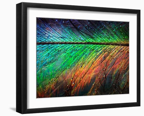 Featherlight-Ursula Abresch-Framed Photographic Print