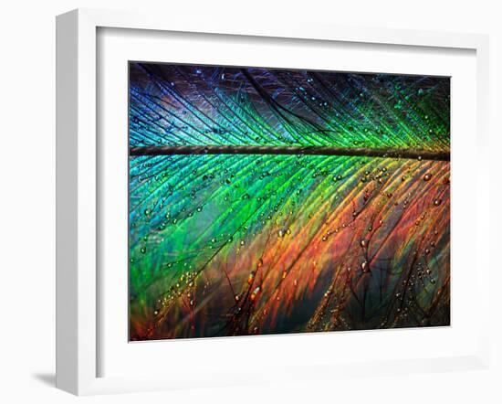 Featherlight-Ursula Abresch-Framed Photographic Print