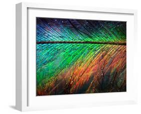 Featherlight-Ursula Abresch-Framed Photographic Print