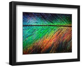 Featherlight-Ursula Abresch-Framed Photographic Print