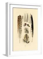 Feathers, 1833-39-null-Framed Giclee Print