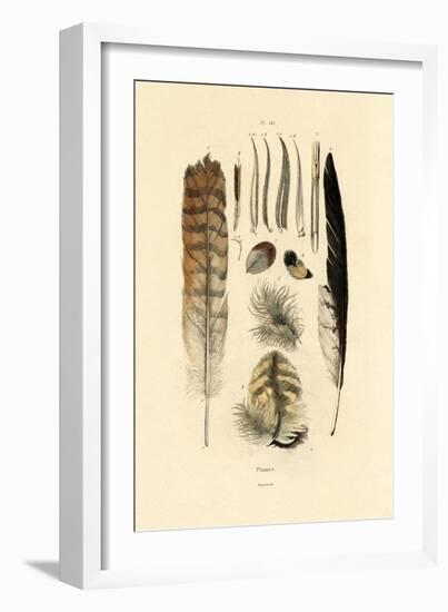 Feathers, 1833-39-null-Framed Giclee Print