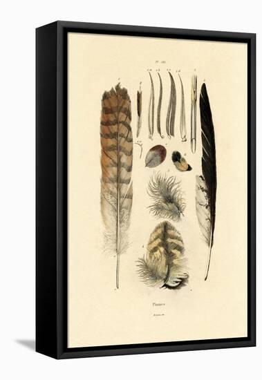 Feathers, 1833-39-null-Framed Stretched Canvas